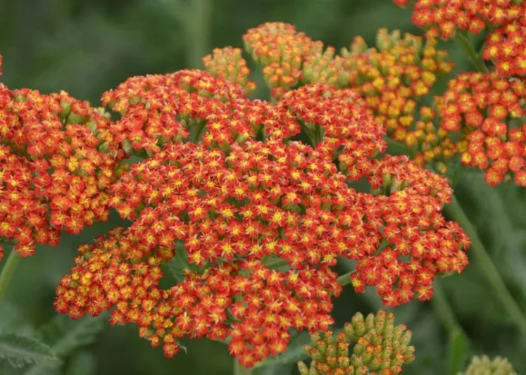 Achillea Millefolium 'Sassy Summer Sunset', Achillea 'Sassy Summer Sunset', 'Sassy Summer Sunset' Yarrow, Orange Yarrow, Orange Milfoil, Orange flowers, Drought Tolerant flowers