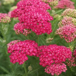Achillea Millefolium 'Saucy Seduction', Achillea 'Saucy Seduction', 'Saucy Seduction' Yarrow, Common Yarrow, Achillea Millefolium, yarrow plant, yarrow flower, summer perennial, drought tolerant perennial, pink flowers