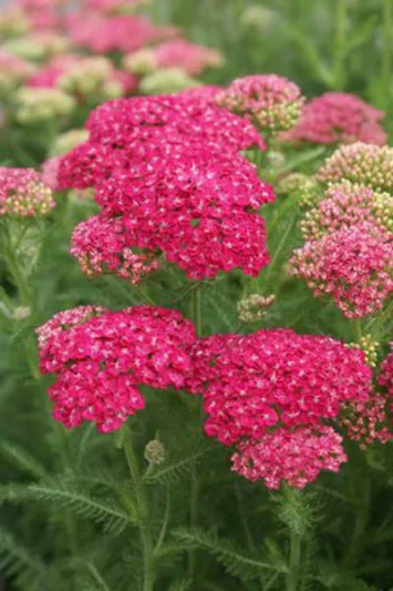 Achillea Millefolium 'Saucy Seduction', Achillea 'Saucy Seduction', 'Saucy Seduction' Yarrow, Common Yarrow, Achillea Millefolium, yarrow plant, yarrow flower, summer perennial, drought tolerant perennial, pink flowers
