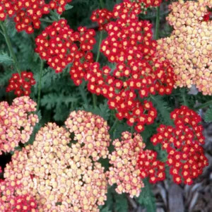 Achillea Millefolium 'Strawberry Seduction', Achillea 'Strawberry Seduction', 'Strawberry Seduction' Yarrow, Common Yarrow, Achillea Millefolium, yarrow plant, yarrow flower, summer perennial, drought tolerant perennial, pink flowers, red flowers