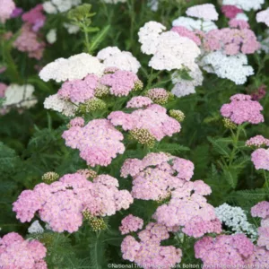 Achillea Millefolium 'Summer Pastels', Achillea 'Summer Pastels', 'Summer Pastels' Yarrow, Common Yarrow, Achillea Millefolium, yarrow plant, yarrow flower, summer perennial, drought tolerant perennial