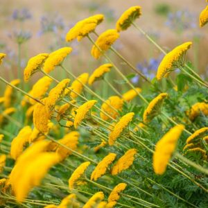 Achillea Moonshine, Yarrow Moonshine, AGM Yarrow, summer flowering perennial, drought tolerant perennial, yellow flowering perennial