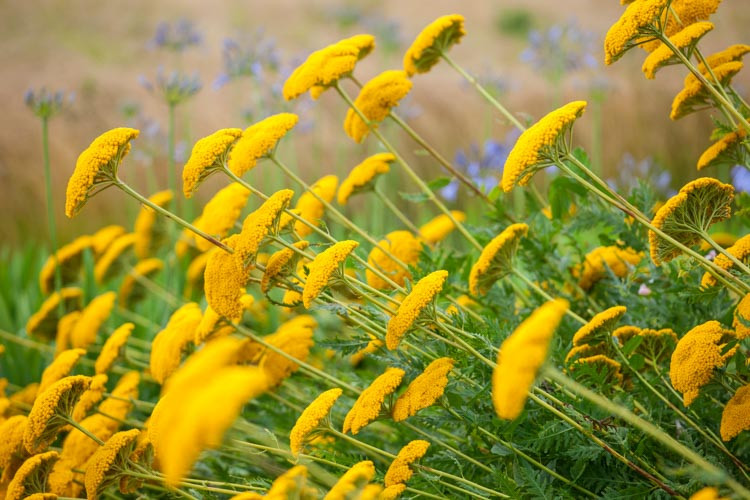 Achillea Moonshine, Yarrow Moonshine, AGM Yarrow, summer flowering perennial, drought tolerant perennial, yellow flowering perennial