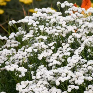 Achillea ptarmica 'Peter Cottontail', Achillea 'Peter Cottontail', Achillea 'Peter Cottontail', Sneezewort 'Peter Cottontail', Sneezeweed 'Peter Cottontail', Bastard Pellitory 'Peter Cottontail',, White flowers, White Yarrow, Drought Tolerant flowers