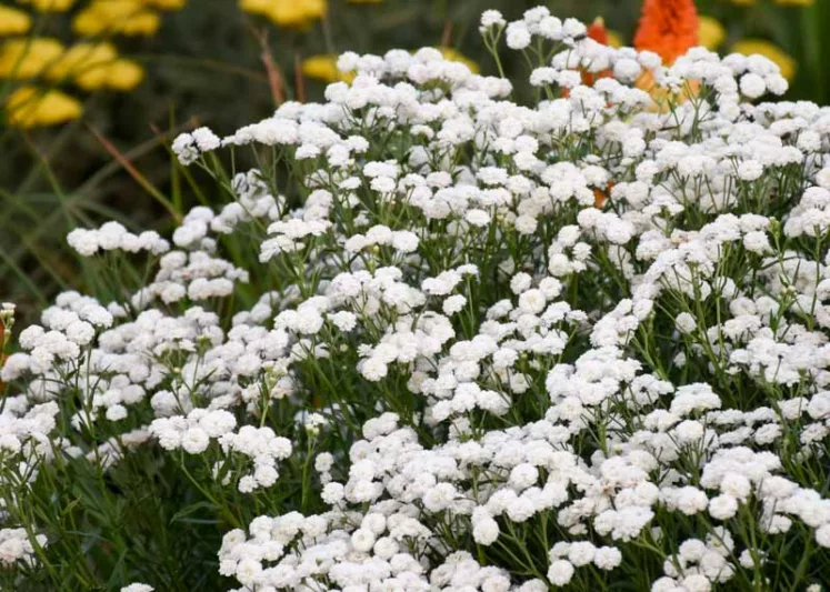 Achillea ptarmica 'Peter Cottontail', Achillea 'Peter Cottontail', Achillea 'Peter Cottontail', Sneezewort 'Peter Cottontail', Sneezeweed 'Peter Cottontail', Bastard Pellitory 'Peter Cottontail',, White flowers, White Yarrow, Drought Tolerant flowers
