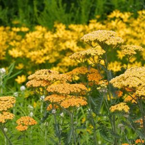Achillea Millefolium 'Terracotta', Achillea 'Terracotta', 'Terracotta' Yarrow, Common Yarrow, Milfoil, Carpenter's Weed, Achillea Millefolium, yarrow plant, yarrow flower, summer perennial, drought tolerant perennial, orange flowers, yellow flowers