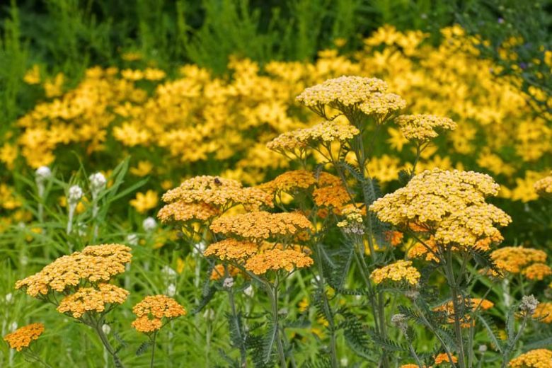 Achillea Millefolium 'Terracotta', Achillea 'Terracotta', 'Terracotta' Yarrow, Common Yarrow, Milfoil, Carpenter's Weed, Achillea Millefolium, yarrow plant, yarrow flower, summer perennial, drought tolerant perennial, orange flowers, yellow flowers