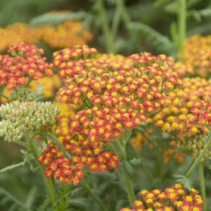 Achillea 'Walther Funcke', Yarrow 'Walther Funcke', 'Walther Funcke' Yarrow, Achillea Millefolium 'Walther Funcke', Achillea Millefolium, yarrow plant, yarrow flower, summer perennial, drought tolerant perennial, orange flowers, yellow flowers