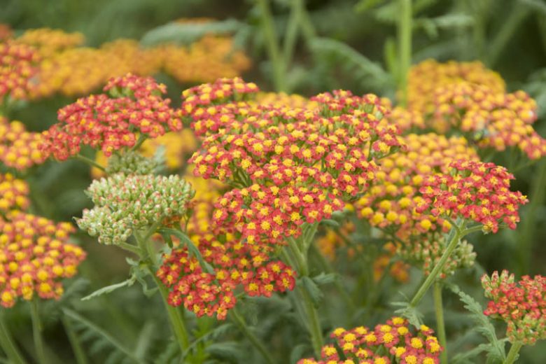 Achillea 'Walther Funcke', Yarrow 'Walther Funcke', 'Walther Funcke' Yarrow, Achillea Millefolium 'Walther Funcke', Achillea Millefolium, yarrow plant, yarrow flower, summer perennial, drought tolerant perennial, orange flowers, yellow flowers