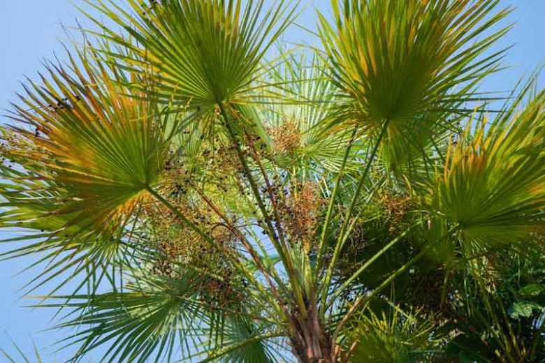 Acoelorrhaphe wrightii, Paurotis Palm, Everglades Palm, Acoelorrhaphe arborescens, Drought tolerant tree, Palm Tree