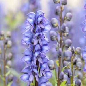 Aconitum Napellus, Monkshood, Aconite, Wolfsbane, Perennials with attractive foliage, Showy perennials, Shade plant perennials