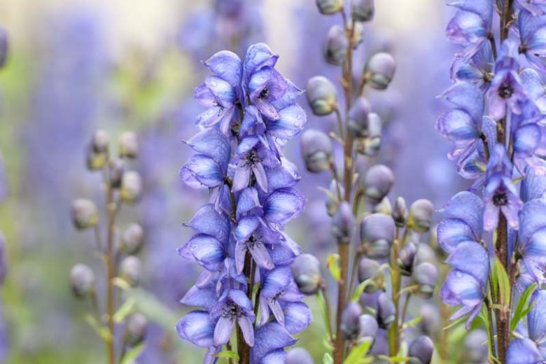 Aconitum Napellus, Monkshood, Aconite, Wolfsbane, Perennials with attractive foliage, Showy perennials, Shade plant perennials