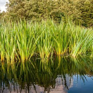 Acorus calamus, Sweet Flag, Calamus, Flagroot, Sweet Cane, Sweet Grass, Sweetroot, Sweet Rush, Acorus americanus, Acorus calamus var. americanus