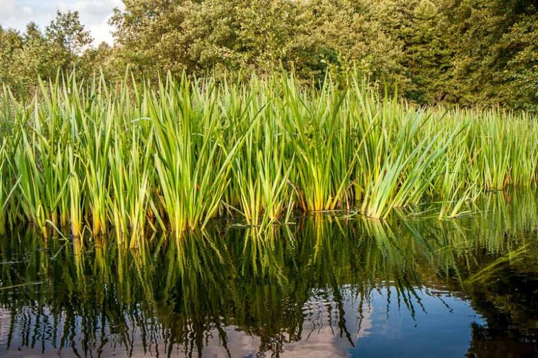Acorus calamus, Sweet Flag, Calamus, Flagroot, Sweet Cane, Sweet Grass, Sweetroot, Sweet Rush, Acorus americanus, Acorus calamus var. americanus