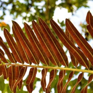 Acrostichum danaeifolium, Giant Leather Fern, Inland Leather Fern, Giant Fern, Acrostichum excelsum, Evergreen fern, Shade plants, shade perennial, plants for shade, plants for wet soil