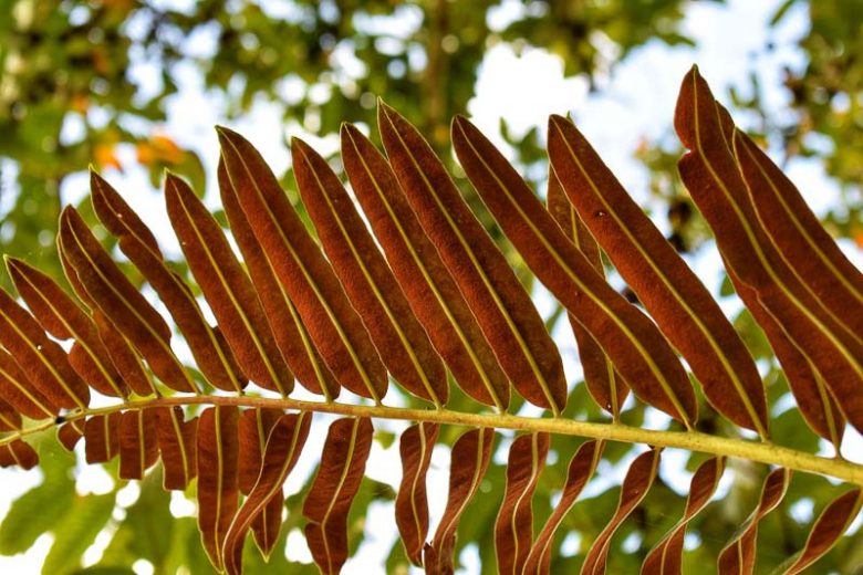Acrostichum danaeifolium, Giant Leather Fern, Inland Leather Fern, Giant Fern, Acrostichum excelsum, Evergreen fern, Shade plants, shade perennial, plants for shade, plants for wet soil