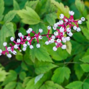Actaea pachypoda, White Baneberry, Doll's Eyes, Actaea alba