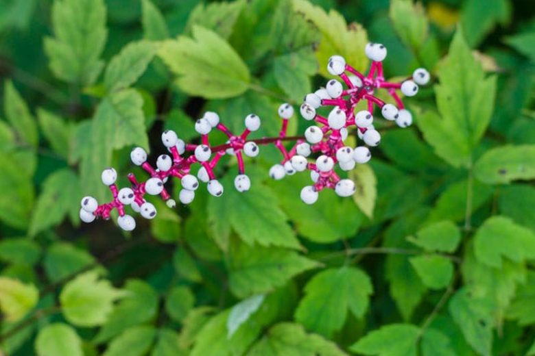 Actaea pachypoda, White Baneberry, Doll's Eyes, Actaea alba