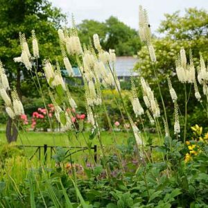 Actaea racemosa, Black Snakeroot, Bugbane, Black Cohosh, Cohosh Bugbane, Cimicifuga racemosa, Cimicifuga racemosa var. racemosa, White flowers