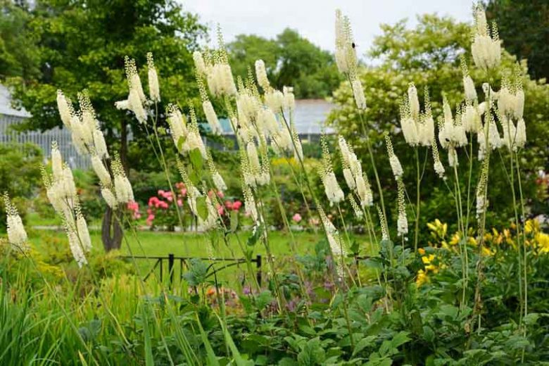 Actaea racemosa, Black Snakeroot, Bugbane, Black Cohosh, Cohosh Bugbane, Cimicifuga racemosa, Cimicifuga racemosa var. racemosa, White flowers