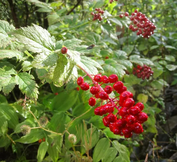 Actaea rubra, Red Baneberry, Black Cohosh, Coralberry, Rattlesnake Herb, Redberry Snakeberry