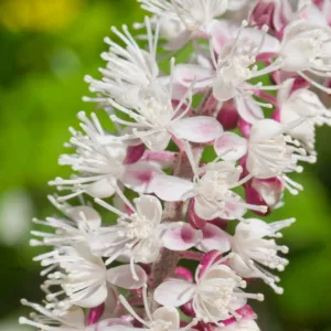Actaea Simplex Pink Spike, Baneberry 'Pink Spike', Bugbane 'Pink Spike', Cimicifuga ramosa 'Pink Spike', Actaea ramosa 'Pink Spike', Cohosh 'Pink Spike', Cimicifuga 'Pink Spike', Pink Spike Snakeroot