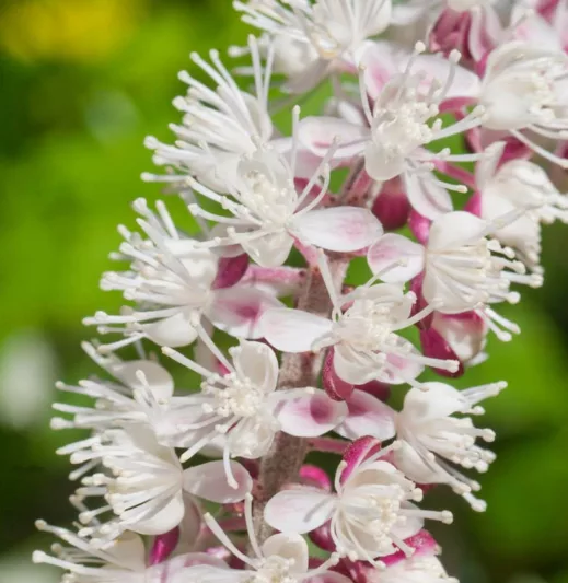 Actaea Simplex Pink Spike, Baneberry 'Pink Spike', Bugbane 'Pink Spike', Cimicifuga ramosa 'Pink Spike', Actaea ramosa 'Pink Spike', Cohosh 'Pink Spike', Cimicifuga 'Pink Spike', Pink Spike Snakeroot