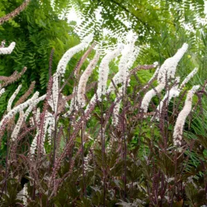 Actaea Simplex (Atropurpurea Group) 'Black Negligee', Baneberry 'Black Negligee', Bugbane 'Black Negligee', Cimicifuga Ramosa 'Black Negligee', Cimicifuga Simplex Black Negligee, Cohosh 'Black Negligee, Black Negligee Snakeroot