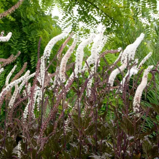 Actaea Simplex (Atropurpurea Group) 'Black Negligee', Baneberry 'Black Negligee', Bugbane 'Black Negligee', Cimicifuga Ramosa 'Black Negligee', Cimicifuga Simplex Black Negligee, Cohosh 'Black Negligee, Black Negligee Snakeroot