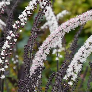 Actaea Simplex (Atropurpurea Group) 'Brunette', Baneberry 'Brunette', Bugbane 'Brunette', Cimicifuga Ramosa 'Brunette', Cimicifuga simplex 'Brunette', Cohosh 'Brunette', Actaea simplex 'Brunette', Brunette Snakeroot