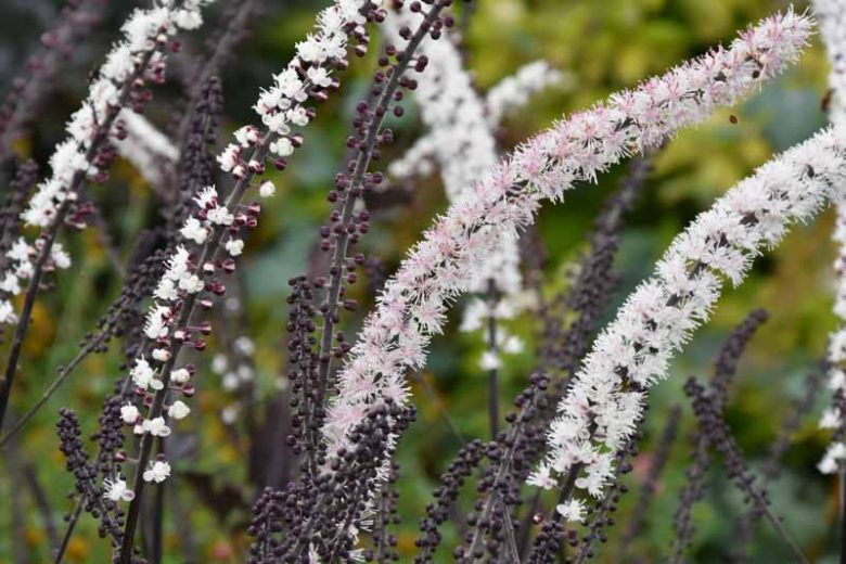 Actaea Simplex (Atropurpurea Group) 'Brunette', Baneberry 'Brunette', Bugbane 'Brunette', Cimicifuga Ramosa 'Brunette', Cimicifuga simplex 'Brunette', Cohosh 'Brunette', Actaea simplex 'Brunette', Brunette Snakeroot