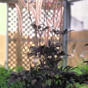 Actaea Simplex (Atropurpurea Group) 'Hillside Black Beauty', Baneberry 'Hillside Black Beauty', Bugbane 'Hillside Black Beauty', Cimicifuga Ramosa 'Hillside Black Beauty', Cimicifuga simplex 'Hillside Black Beauty', Cohosh 'Hillside Black Beauty', Hillside Black Beauty Snakeroot