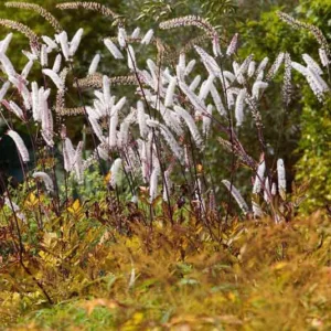 Actaea Simplex (Atropurpurea Group) 'Mountain Wave', Baneberry 'Mountain Wave', Bugbane 'Mountain Wave', Cimicifuga simplex 'Mountain Wave', Cohosh 'Mountain Wave', Mountain Wave Snakeroot