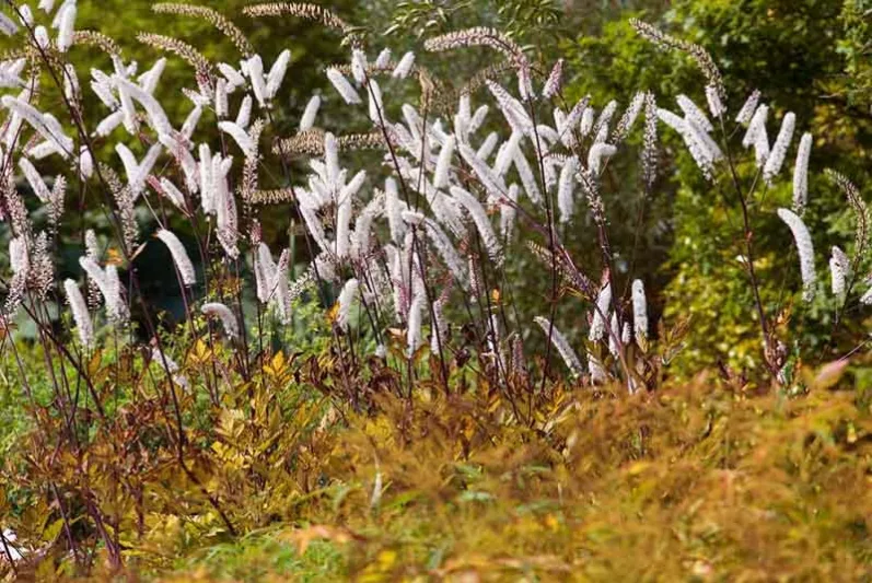 Actaea Simplex (Atropurpurea Group) 'Mountain Wave', Baneberry 'Mountain Wave', Bugbane 'Mountain Wave', Cimicifuga simplex 'Mountain Wave', Cohosh 'Mountain Wave', Mountain Wave Snakeroot