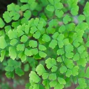 Adiantum capillus-veneris, Southern Maidenhair Fern, Common Maidenhair Fern, Maidenhair Fern, Venus Hair Fern
