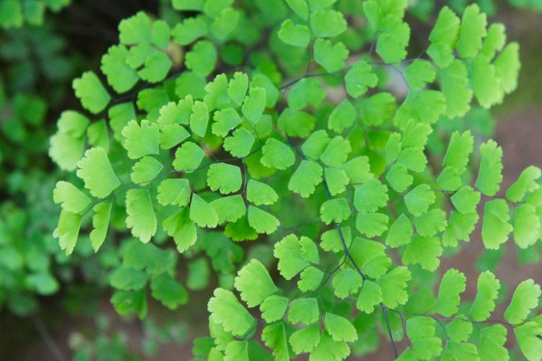 Adiantum capillus-veneris, Southern Maidenhair Fern, Common Maidenhair Fern, Maidenhair Fern, Venus Hair Fern