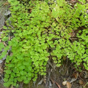 Adiantum jordanii, California Maidenhair Fern, California Maidenhair, California Native Ferns, Oregon Native Ferns