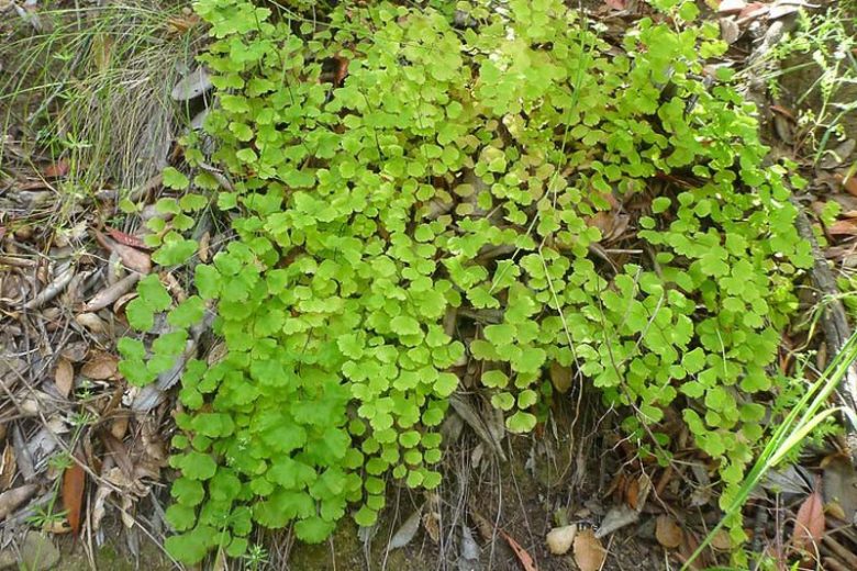 Adiantum jordanii, California Maidenhair Fern, California Maidenhair, California Native Ferns, Oregon Native Ferns