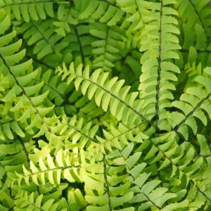 Adiantum pedatum, Northern Maidenhair Fern, Maidenhair Fern, Five-Fingered Maidenhair Fern, American Maidenhair Fern, Shade plants, shade perennial, plants for shade, plants for wet soil