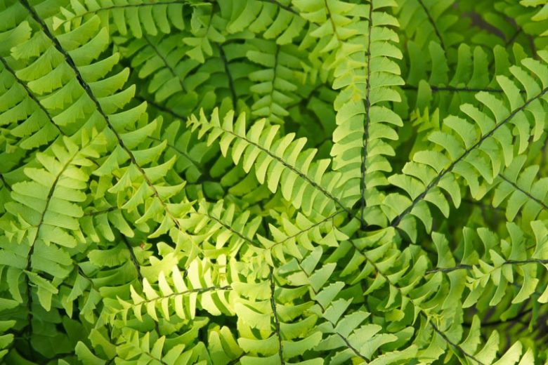 Adiantum pedatum, Northern Maidenhair Fern, Maidenhair Fern, Five-Fingered Maidenhair Fern, American Maidenhair Fern, Shade plants, shade perennial, plants for shade, plants for wet soil
