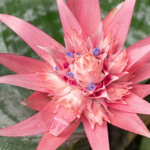 Aechmea fasciata, Urn Plant, Silver Vase Plant, Pink Flowers, Evergreen Perennial