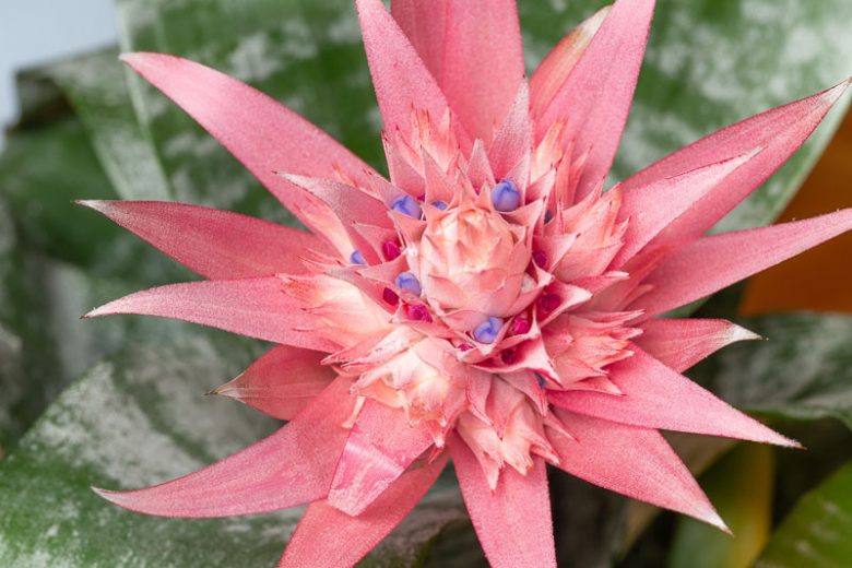 Aechmea fasciata, Urn Plant, Silver Vase Plant, Pink Flowers, Evergreen Perennial