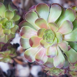 Aeonium Blushing Beauty, Aeonium decorum 'Blushing Beauty', Blushing Beauty Aeonium, Variegated Aeonium