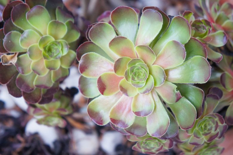 Aeonium Blushing Beauty, Aeonium decorum 'Blushing Beauty', Blushing Beauty Aeonium, Variegated Aeonium