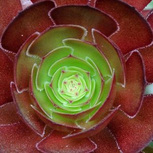 Aeonium 'Jack Catlin',  Black Rose, Purple Rose Tree, Purple Rose Black Aeonium, Black succulent