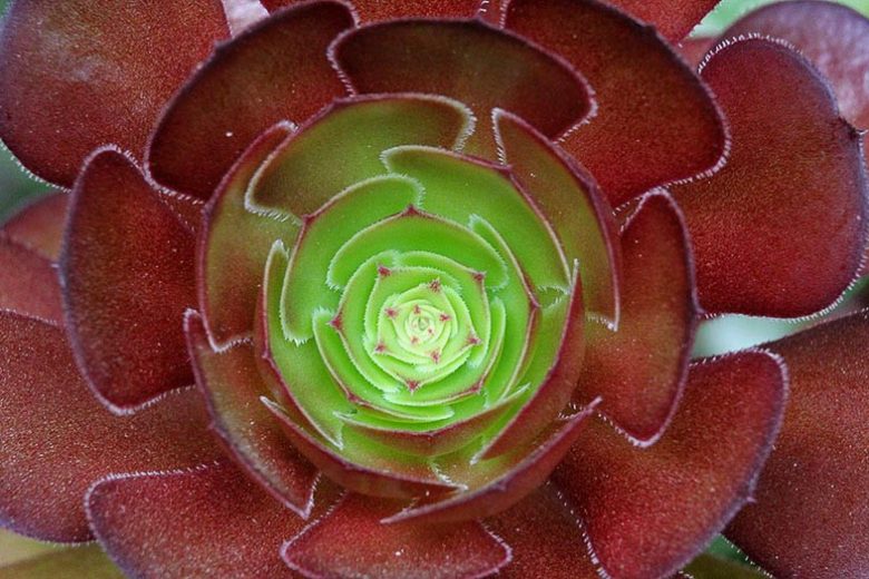 Aeonium 'Jack Catlin',  Black Rose, Purple Rose Tree, Purple Rose Black Aeonium, Black succulent