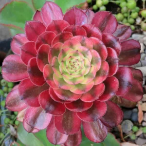 Aeonium 'Mardi Gras', Red Aeonium