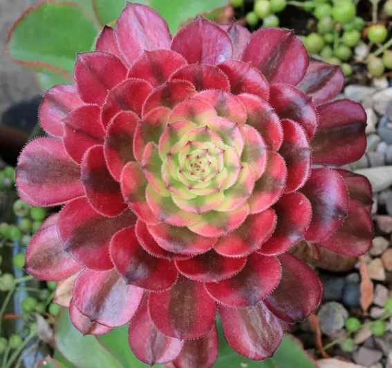 Aeonium 'Mardi Gras', Red Aeonium