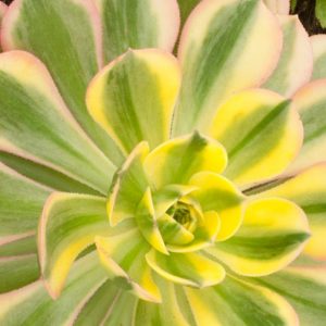 Aeonium Sunburst, Aeonium decorum 'Sunburst', Sunburst Aeonium, Variegated Aeonium
