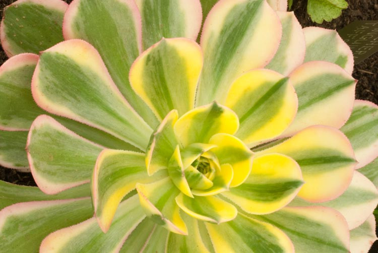 Aeonium Sunburst, Aeonium decorum 'Sunburst', Sunburst Aeonium, Variegated Aeonium